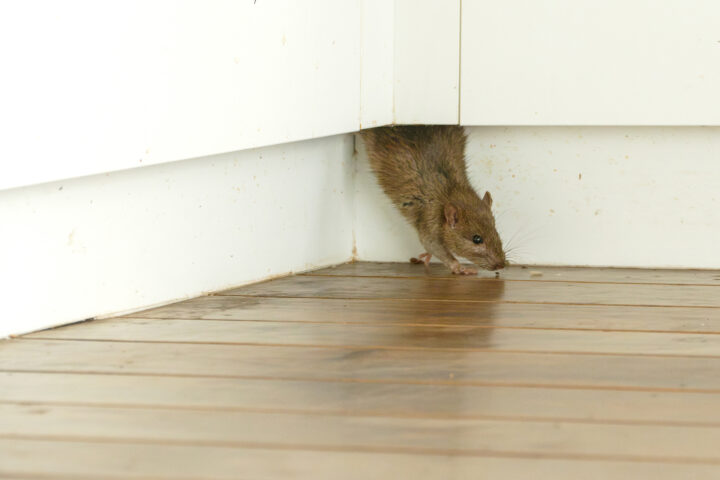 埼玉県での家庭向けネズミ駆除｜防鼠対応の有限会社ミヤザキの画像