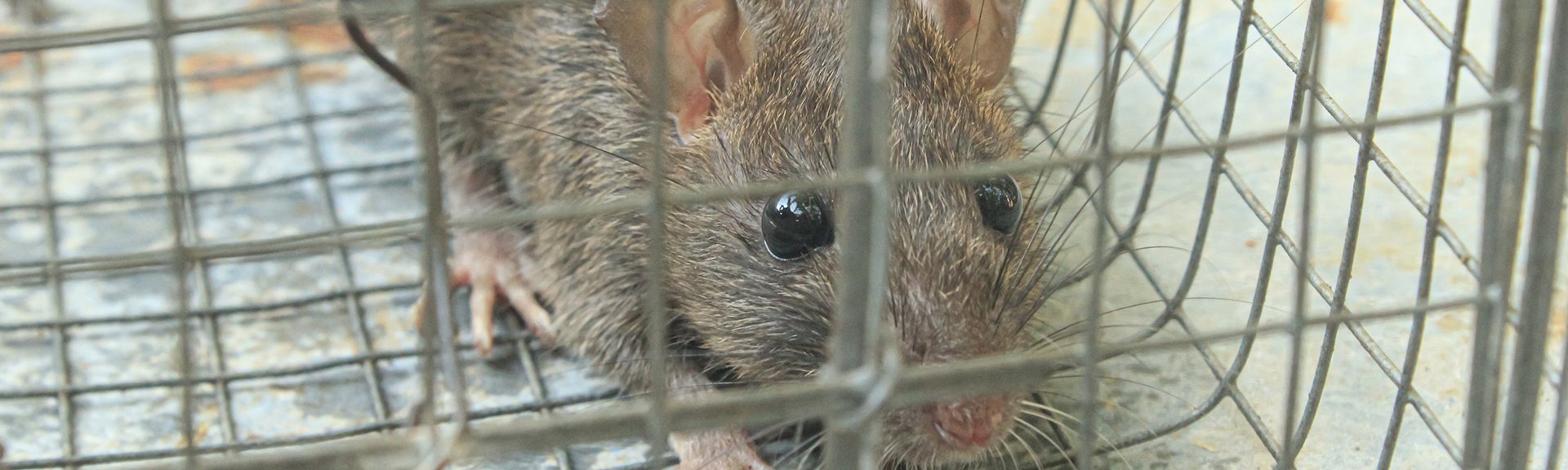 ネズミ駆除・防鼠・ゴキブリ駆除｜埼玉県の有限会社ミヤザキ