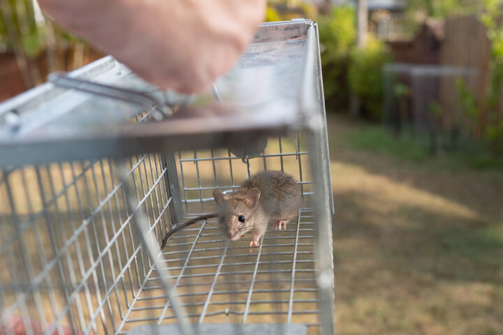 埼玉県での家庭向けネズミ駆除｜防鼠対応の有限会社ミヤザキの画像